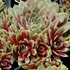 Sempervivum 'Commander Hay' – Kövirózsa
