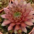 Sempervivum 'Draco' – Kövirózsa