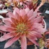 Sempervivum 'Draco' – Kövirózsa