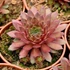 Sempervivum 'Draco' – Kövirózsa
