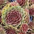 Sempervivum 'Draco' – Kövirózsa