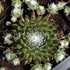 Sempervivum 'Koko Flanel' – Kövirózsa