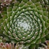 Sempervivum 'Koko Flanel' – Kövirózsa