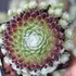 Sempervivum 'Koko Flanel' – Kövirózsa