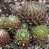 Sempervivum 'Koko Flanel' – Kövirózsa