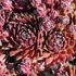 Sempervivum 'Silberkarneol' – Kövirózsa