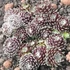 Sempervivum 'Silberkarneol' – Kövirózsa