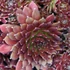 Sempervivum 'Silberkarneol' – Kövirózsa
