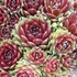 Sempervivum 'Silberkarneol' – Kövirózsa