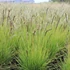 Sesleria autumnalis – Nyúlfarkfű