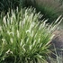 Sesleria autumnalis – Nyúlfarkfű