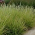 Sesleria autumnalis – Nyúlfarkfű