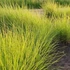 Sesleria autumnalis – Nyúlfarkfű