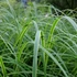 Spartina pectinata 'Aureomarginata' - Préri zsinegfű