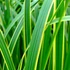 Spartina pectinata 'Aureomarginata' - Préri zsinegfű