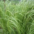 Spartina pectinata 'Aureomarginata' - Préri zsinegfű
