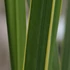 Spartina pectinata 'Aureomarginata' - Préri zsinegfű