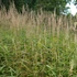 Spodiopogon sibiricus 'West Lake' – Hajtincsfű