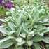 Stachys byzantina 'Big Ears' – Gyapjas tisztesfű