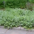 Stachys byzantina 'Big Ears' – Gyapjas tisztesfű