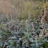 Stachys byzantina 'Big Ears' – Gyapjas tisztesfű