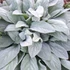 Stachys byzantina 'Big Ears' – Gyapjas tisztesfű
