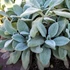 Stachys byzantina - Gyapjas tisztesfű