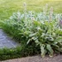 Stachys byzantina - Gyapjas tisztesfű