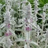 Stachys byzantina - Gyapjas tisztesfű