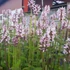 Betonica hirsuta (syn.: Stachys monieri) 'Rosea' - Nagyvirágú tisztesfű