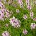Betonica hirsuta (syn.: Stachys monieri) 'Rosea' - Nagyvirágú tisztesfű