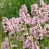 Betonica hirsuta (syn.: Stachys monieri) 'Rosea' - Nagyvirágú tisztesfű