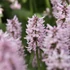 Betonica hirsuta (syn.: Stachys monieri) 'Rosea' - Nagyvirágú tisztesfű