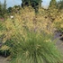 Stipa gigantea - Óriás árvalányhaj