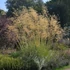 Stipa gigantea - Óriás árvalányhaj