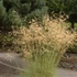 Stipa gigantea - Óriás árvalányhaj