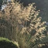 Stipa gigantea - Óriás árvalányhaj