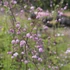 Thalictrum 'Splendide' – Szárnyastermésű borkóró