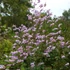 Thalictrum 'Splendide' – Szárnyastermésű borkóró