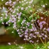 Thalictrum 'Splendide' – Szárnyastermésű borkóró