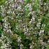 Thymus vulagris 'German Winter' – Kakukkfű