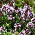 Thymus vulagris 'German Winter' – Kakukkfű