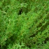 Thymus vulagris 'German Winter' – Kakukkfű