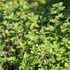 Thymus x citriodorus 'Lemon' – Citrom illatú kakukkfű