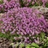 Thymus serpyllum - Mezei kakukkfű