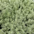 Thymus 'Sparkling Bright' – Kakukkfű