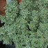 Thymus 'Sparkling Bright' – Kakukkfű