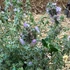 Thymus 'Sparkling Bright' – Kakukkfű