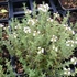 Thymus vulgaris - Kakukkfű