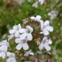 Thymus vulgaris - Kakukkfű